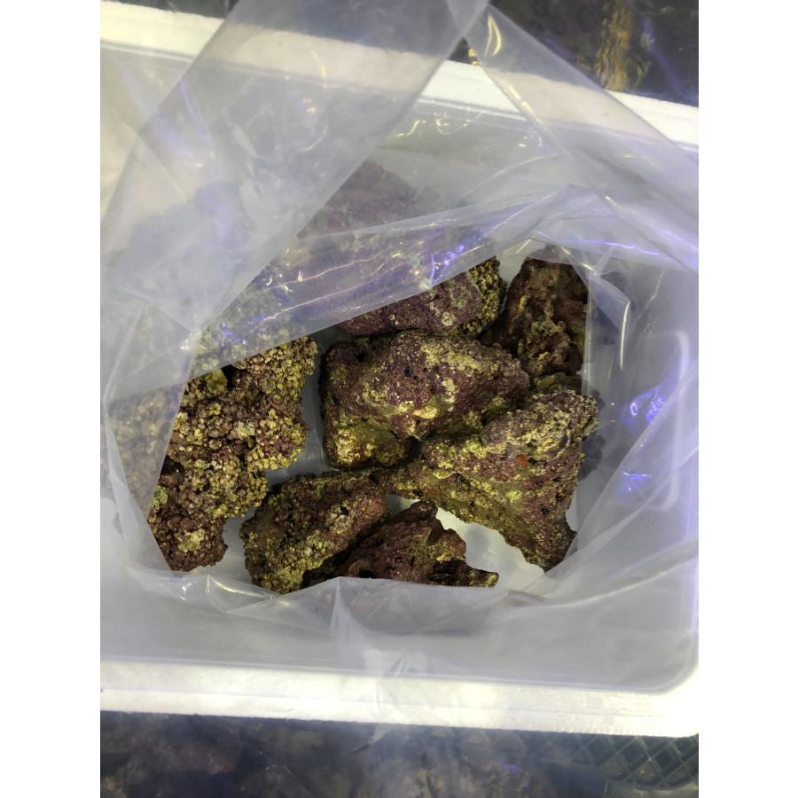 ライブロック　5kg チャーム】Sグレードライブロック サイズミックス（5kg）（形状お