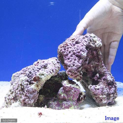 チャーム】Sグレードライブロック サイズミックス（5kg）（形状お