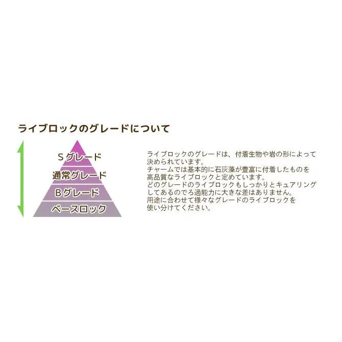 チャーム】Sグレードライブロック サイズミックス（5kg）（形状お