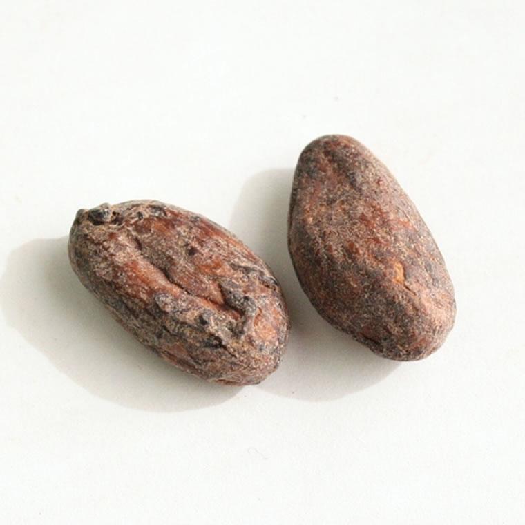 カカオ カカオ豆 ビーンズ 80g 外皮付 ロースト マヤカカオ カカオ 砂糖