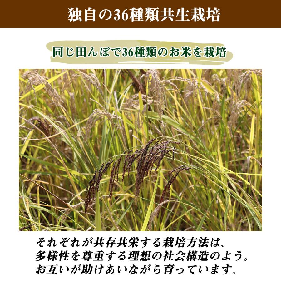 大地の生菓 古代米ブレンド 36種類 ミックス いろいろ米 300g 国産