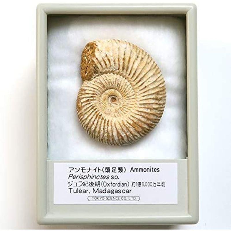 Science アンモナイト Sp 産地 マダガスカル Perisphinctes 化石標本 Ammonites ペリスフィンクテス 知育玩具 人気ブランドの Themtransit Com