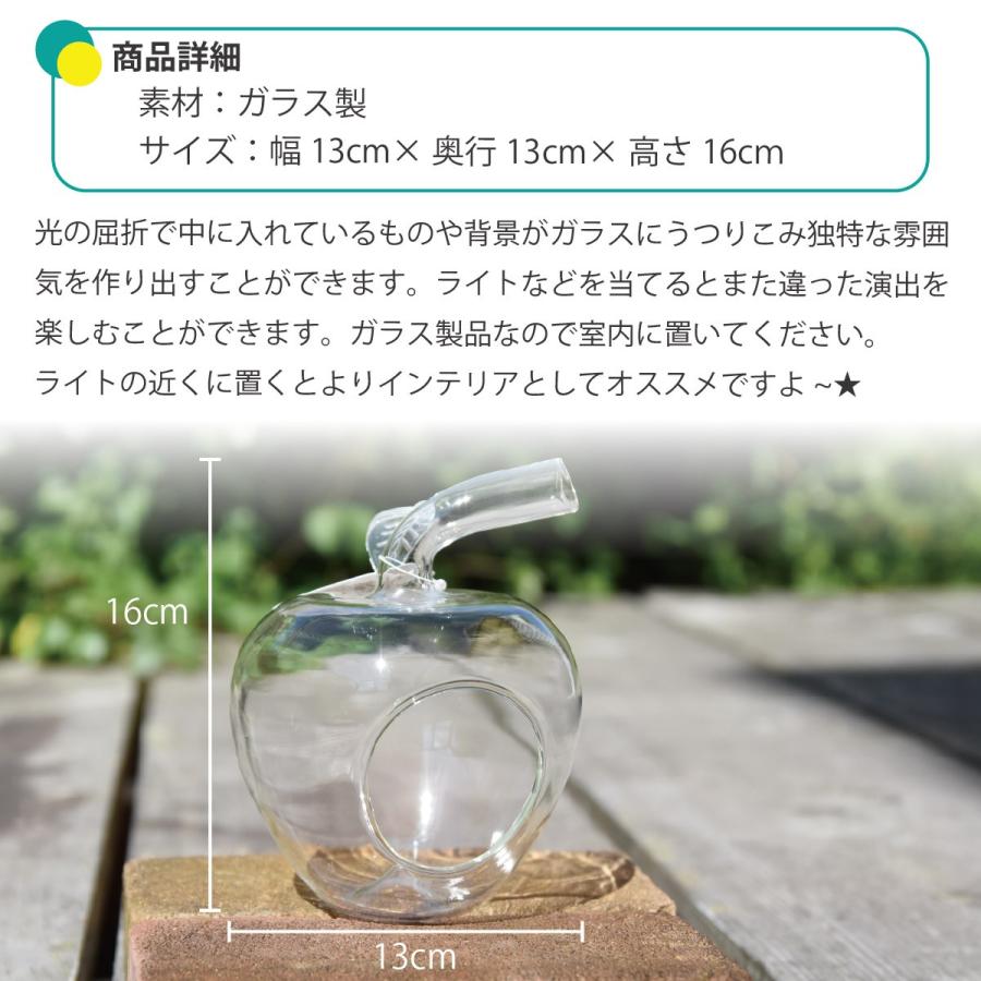 ガラスアップル ガラス アップル エアプランツ 多肉植物 インテリア