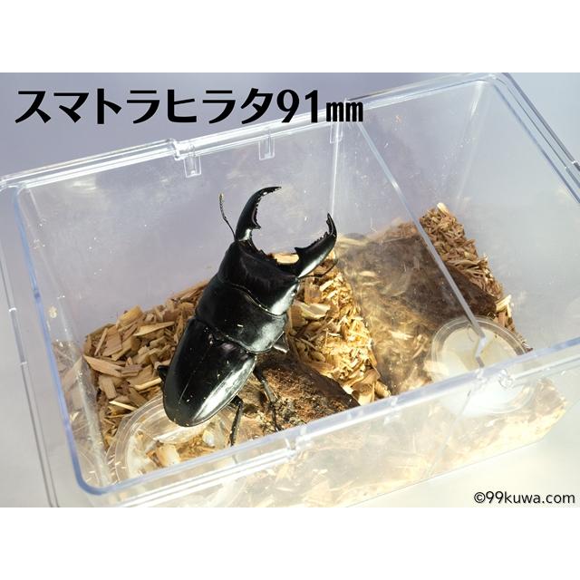 トリオロックケース(セパレータ1枚付き)10個 クワガタ トリオロックケース(セパレータ1枚付き)10個 クワガタ