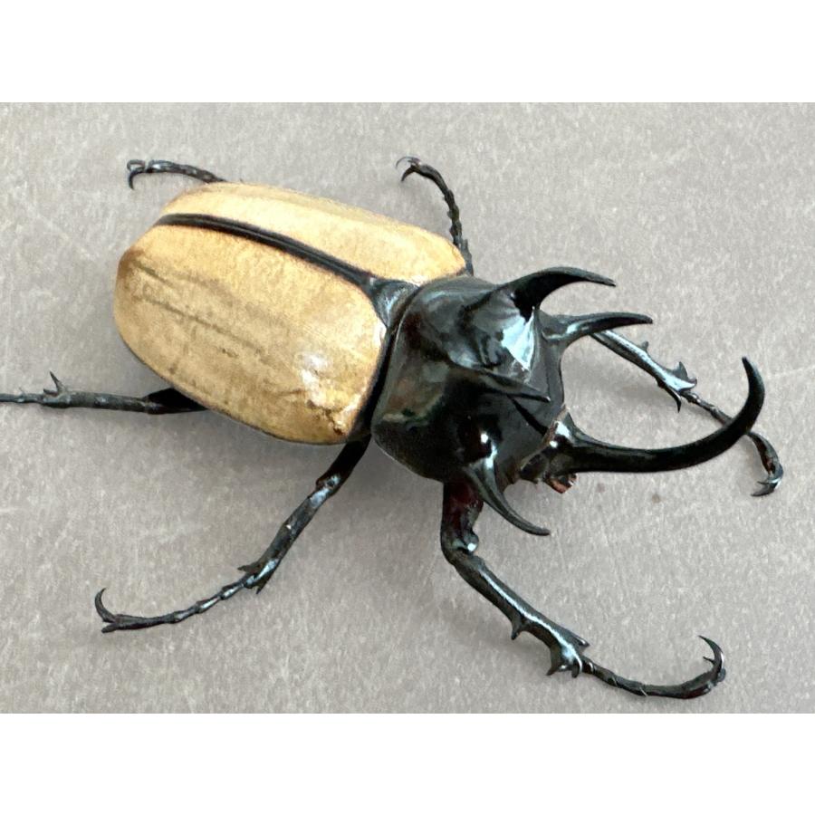 ゴホンヅノカブト タイ産WD♂80over♀ランダム ペア
