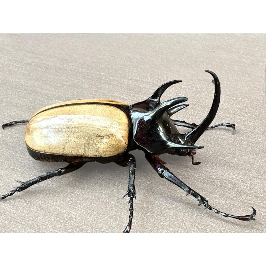 銅製　ゴホンヅノカブト　カブトムシ ゴホンヅノカブト（ゴホンツノカブト）80up wild成虫ペア : 九十九里