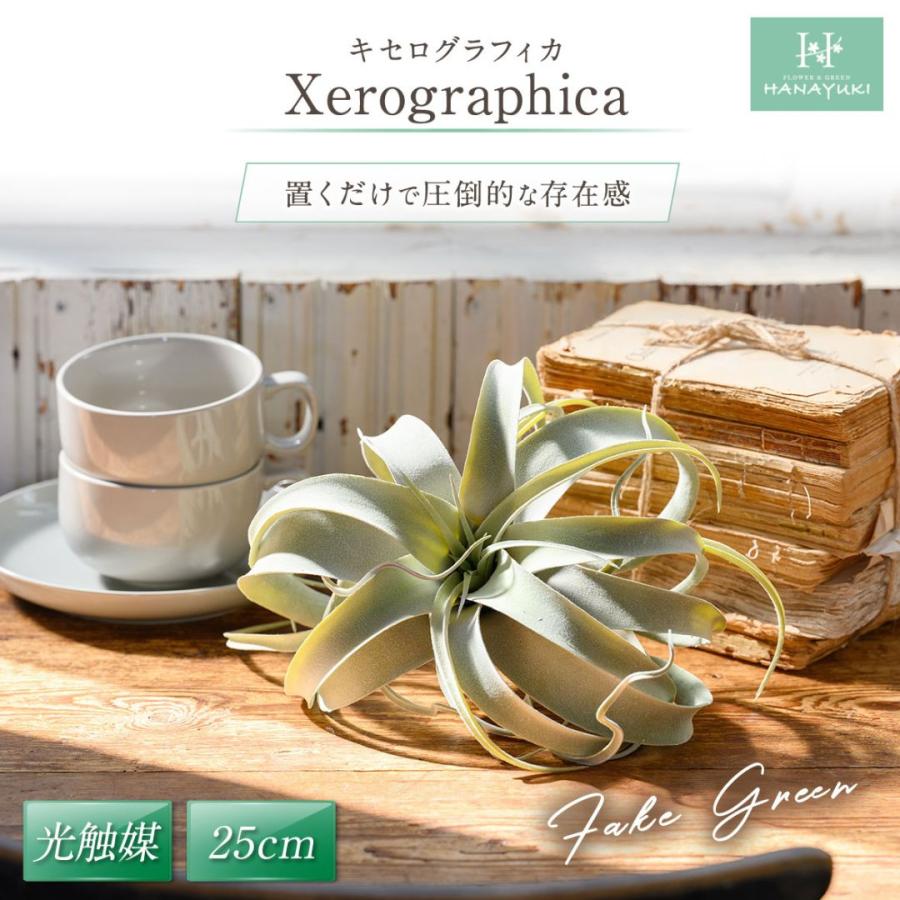 フェイクグリーン キセログラフィカ チランジア ピック 26cm 光触媒加工 人工観葉植物 インテリアグリーン 開店祝い 開業祝い 引越祝い HANAYUKI（Yahoo!・Chiba Mart(インボイス登録店)）