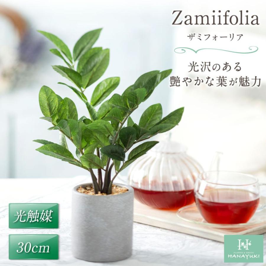 フェイクグリーン ザミフォーリア 卓上サイズ 25cm 人工観葉植物 室内用 おしゃれ インテリア 店舗 敬老の日 プレゼント 開店祝い 退院祝い HANAYUKI :hanayuki-green-zamiifolia25-01:Chiba Mart Yahoo!ショッピング店 - 通販 - Yahoo!ショッピング フェイクグリーン ザミフォーリア 卓上サイズ 25cm 人工観葉植物 室内用 おしゃれ インテリア 店舗 敬老の日 プレゼント 開店祝い 退院祝い HANAYUKI :hanayuki-green-zamiifolia25-01:Chiba Mart Yahoo!ショッピング店 - 通販 - Yahoo!ショッピング