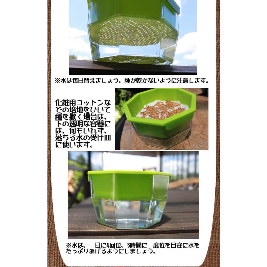 自由研究 種 夏休み 小学生 家庭菜園 スプラウト 豆苗 もやし ブロッコリーの新芽 かいわれ大根 メール便 サラダコスモ ちこり村 | ブランド登録なし | 11
