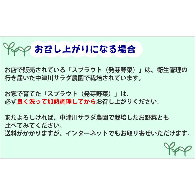 自由研究 種 夏休み 小学生 家庭菜園 スプラウト 豆苗 もやし ブロッコリーの新芽 かいわれ大根 メール便 サラダコスモ ちこり村 | ブランド登録なし | 14