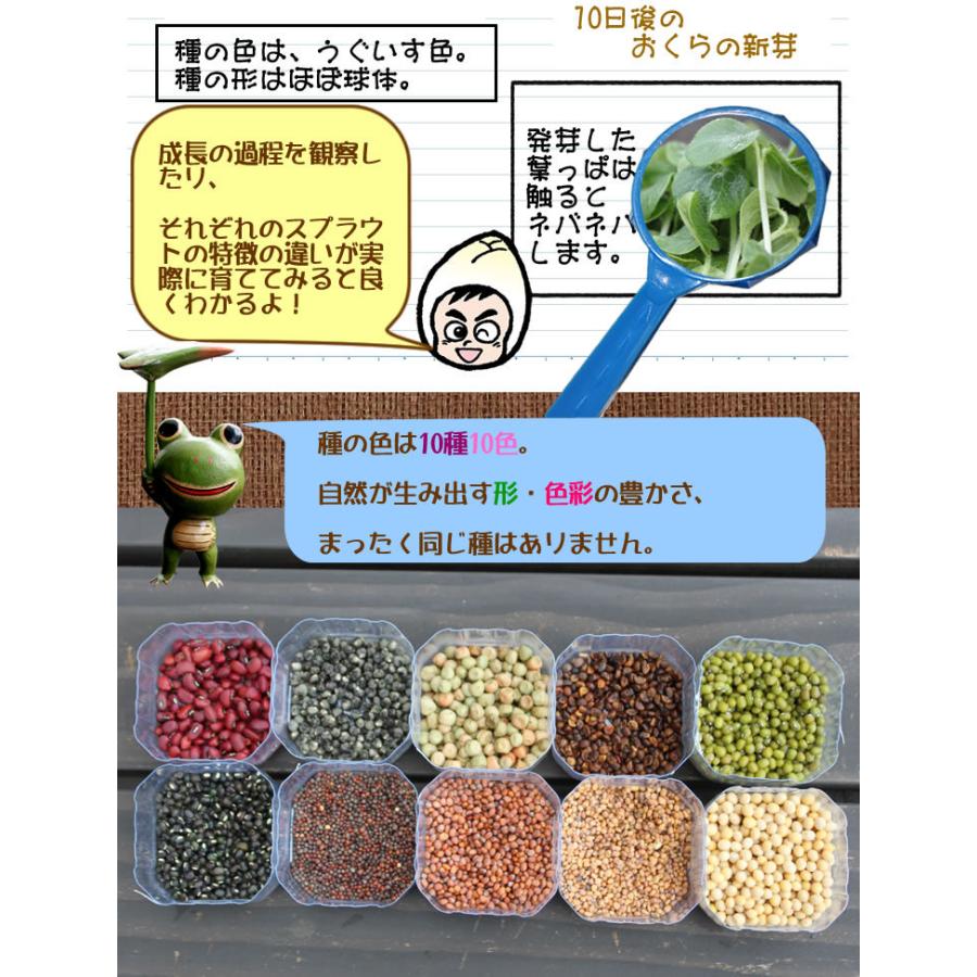 自由研究 種 夏休み 小学生 家庭菜園 スプラウト 豆苗 もやし ブロッコリーの新芽 かいわれ大根 メール便 サラダコスモ ちこり村 | ブランド登録なし | 08