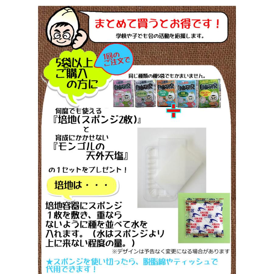 自由研究 種 夏休み 小学生 家庭菜園 スプラウト 豆苗 もやし ブロッコリーの新芽 かいわれ大根 メール便 サラダコスモ ちこり村 | ブランド登録なし | 09