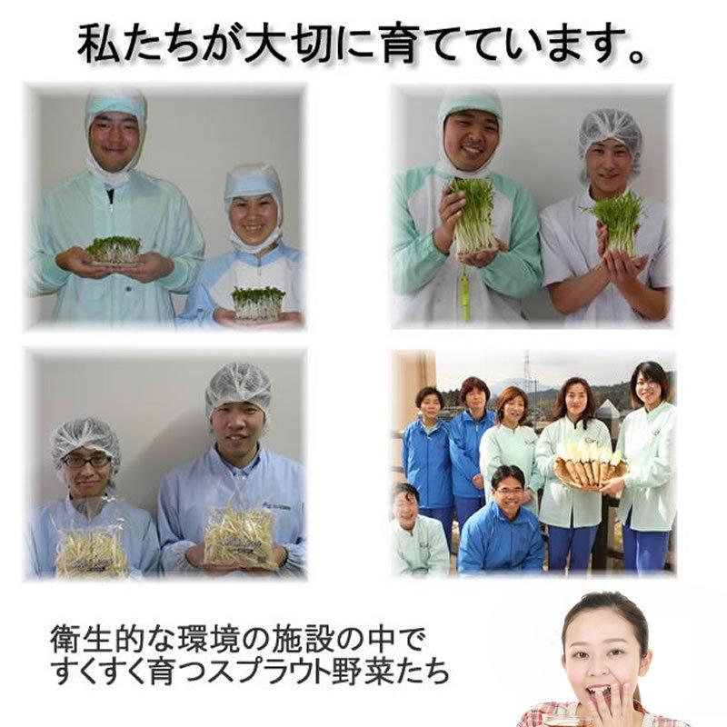 ちこり村 ブロッコリースプラウト 野菜セット 発芽野菜 おためし 11品