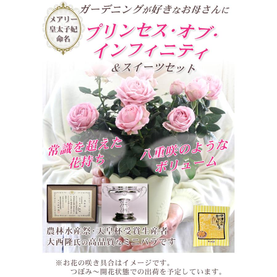 母の日 22 花 プレゼント 早割 ミニバラ 薔薇 鉢植え 花とスイーツ 5号鉢 ギフト スイーツ 送料無料 プリンセス オブ インフィニティ 数量限定 岐阜 中津川ちこり村 ヤフー店 通販 Yahoo ショッピング