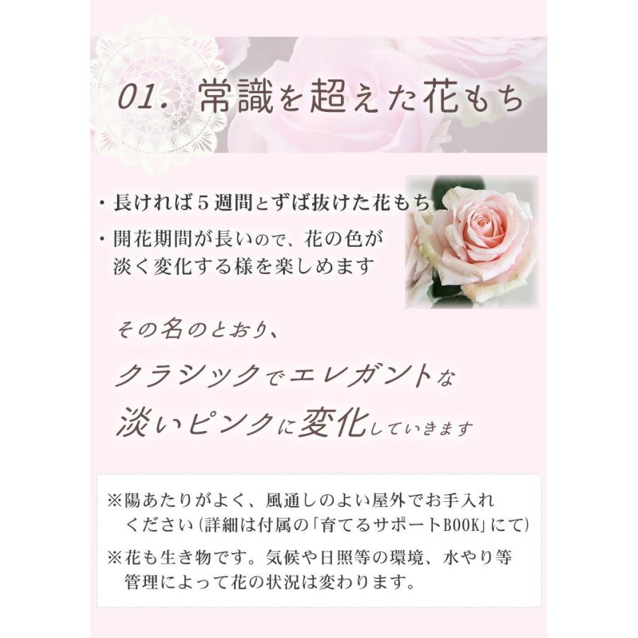 母の日 22 花 プレゼント 早割 ミニバラ 薔薇 鉢植え 花とスイーツ 5号鉢 ギフト スイーツ 送料無料 プリンセス オブ インフィニティ 岐阜 中津川ちこり村 ヤフー店 通販 Yahoo ショッピング