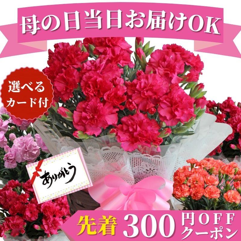 母の日 ギフト カーネーション プレゼント 花 鉢植え 5号鉢 送料無料