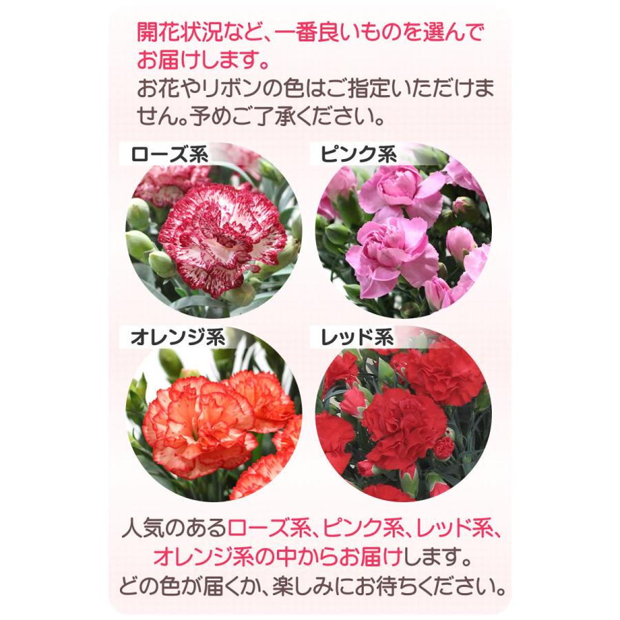 母の日 2026 花 カーネーション 鉢植え 5号鉢 プレゼント 送料無料 ギフト 選べるメッセージカード付き ちこり村 | ブランド登録なし | 14