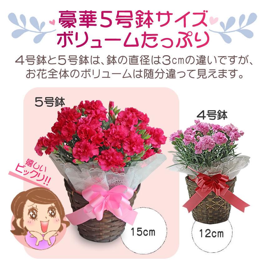 母の日 2026 花 カーネーション 鉢植え 5号鉢 プレゼント 送料無料 ギフト 選べるメッセージカード付き ちこり村 | ブランド登録なし | 11