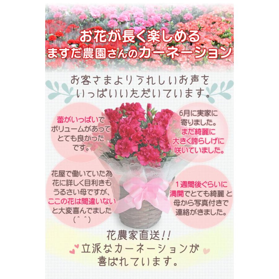 母の日 22 早割 花 カーネーション 花とスイーツ グルメ 生食パン 栗きんとん 和菓子 中津川 ちこり村 プレゼント 贈り物 ギフト 取り寄せ 岐阜 中津川ちこり村 ヤフー店 通販 Yahoo ショッピング