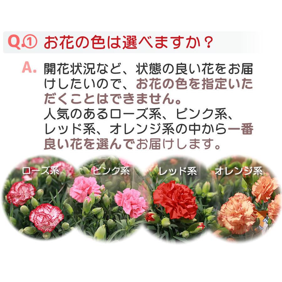 母の日 2026 花 スイーツ プレゼント 和菓子 カーネーション 鉢植え 5号鉢 栗きんとん 中津川 送料無料 ギフト ちこり村 | ブランド登録なし | 16