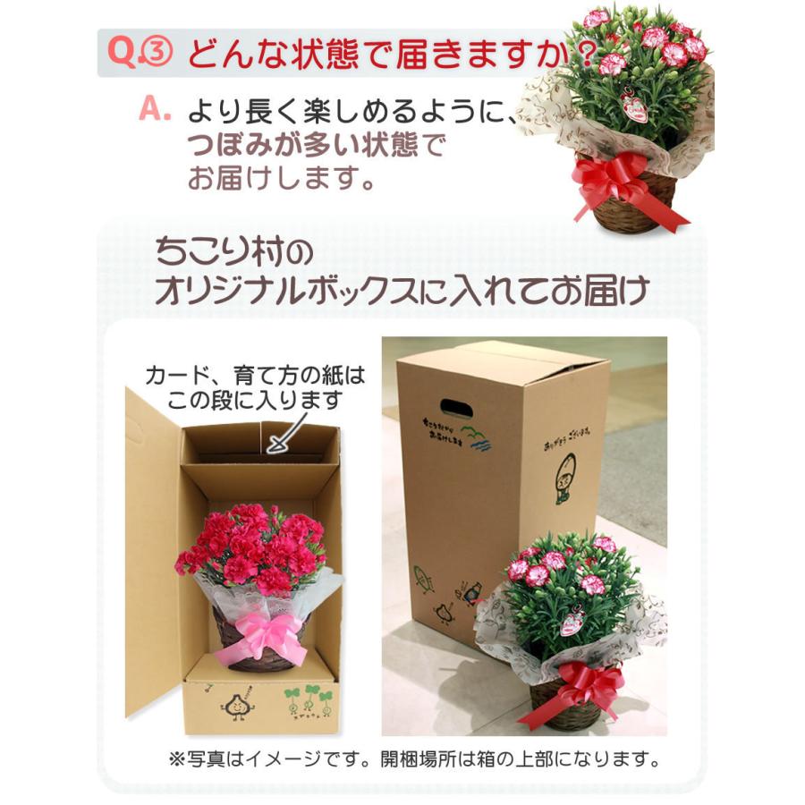 母の日 2026 花 スイーツ プレゼント 和菓子 カーネーション 鉢植え 5号鉢 栗きんとん 中津川 送料無料 ギフト ちこり村 | ブランド登録なし | 17