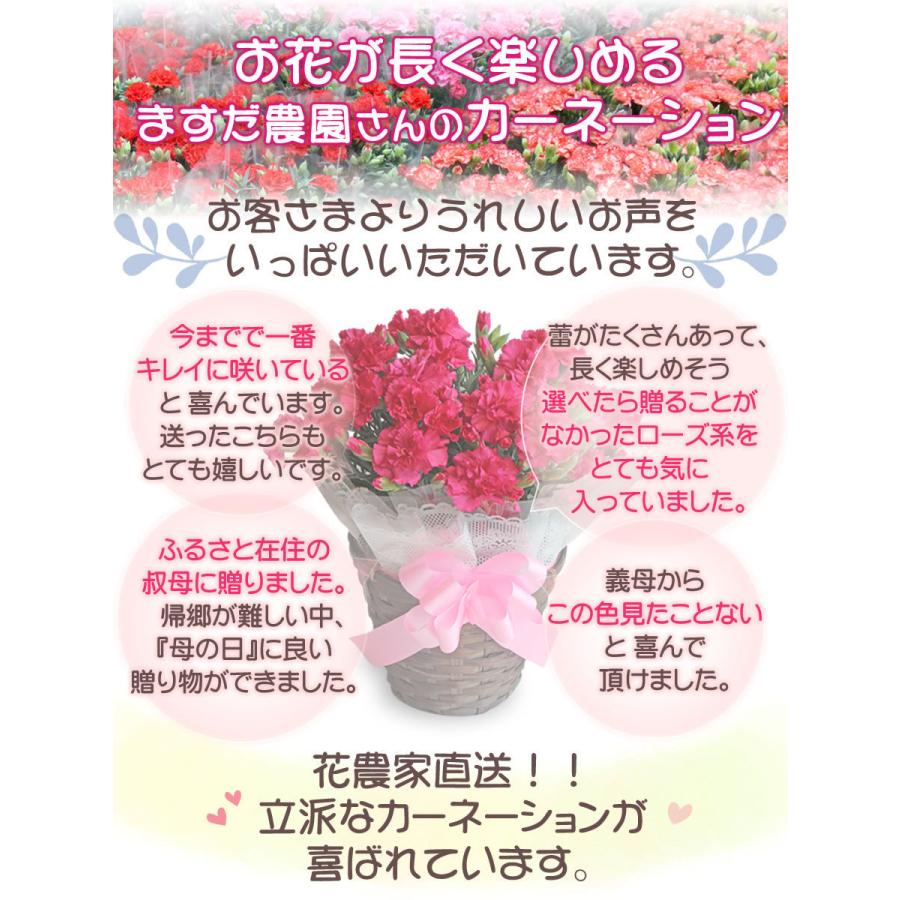 母の日 22 花 スイーツ プレゼント 早割 和菓子 カーネーション 鉢植え 5号鉢 栗きんとん 中津川 送料無料 ギフト ちこり村 3609 岐阜 中津川ちこり村 ヤフー店 通販 Yahoo ショッピング