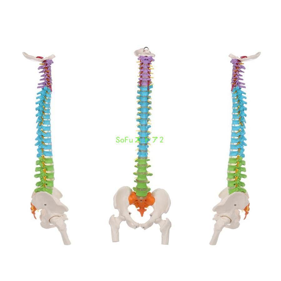 脊椎 模型 85cm 可動式 脊椎骨盤模型 人体模型 実物大 配色脊柱 脊髄 背骨 腰椎 可動脊椎模型 股関節 医学 整骨院 教材 スタンド付き｜chidorisyojistore｜02