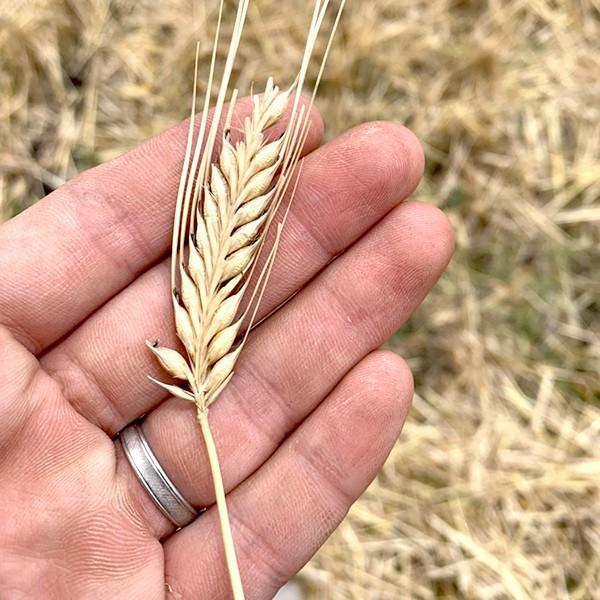 クラフトビール　小山市産コシヒカリ、小山産ハトムギ、小山産大麦など地域産品の食品ロス削減から生まれたビール　3種×2本?お取り寄せ お土産 ギフト |  | 03