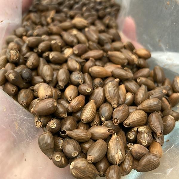 クラフトビール　小山市産コシヒカリ、小山産ハトムギ、小山産大麦など地域産品の食品ロス削減から生まれたビール　3種×2本?お取り寄せ お土産 ギフト |  | 04