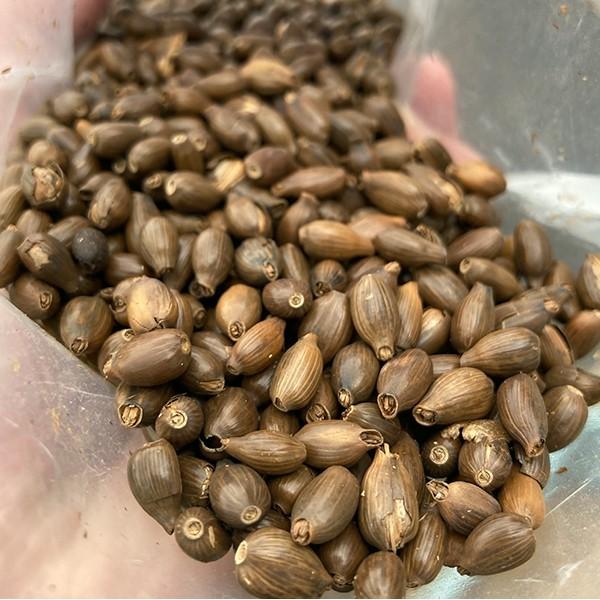 クラフトビール　小山市産大麦の食品ロス削減から生まれたインディアペールエール　808IPAビール6本 お取り寄せ お土産 ギフト プレゼント 特産品 おすすめ |  | 04