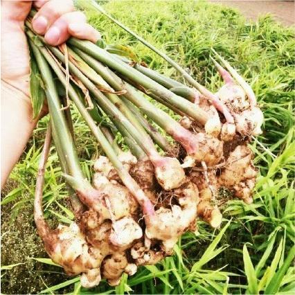 横須賀ビール 瓶ビール ヨコスカジンジャーシロップ グラス ボトルオープナー セット お取り寄せ お土産 ギフト プレゼント 特産品 おすすめ |  | 03