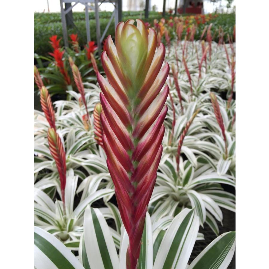 観葉植物 インテリア オオインコ アナナス 江 ごう 5号 Vriesea0415 Chikuhouen 通販 Yahoo ショッピング