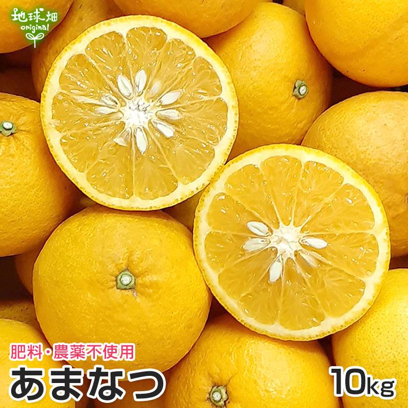 M79.農薬不使用　浜名湖産　10kg 木なり熟成極早生みかん　安心　安全^^) 🍂今だけ！秋の始まりを告げる🍂🍊 極早生みかん 5キロ【農薬節減