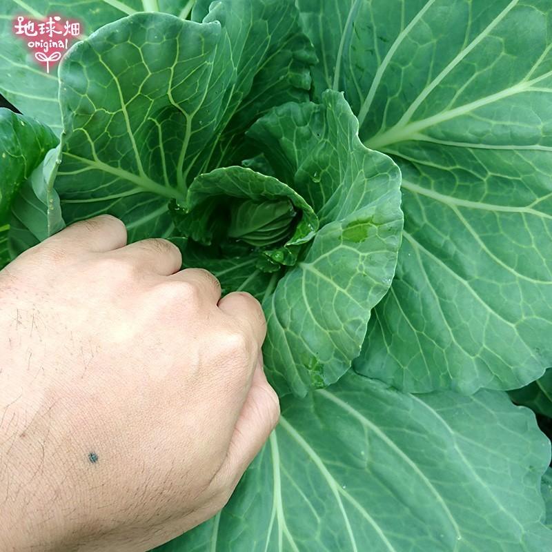 鹿児島県産「農薬:栽培期間中不使用」の赤高菜 栽培期間中に農薬不使用♪農薬を使わず生産された野菜たちが大