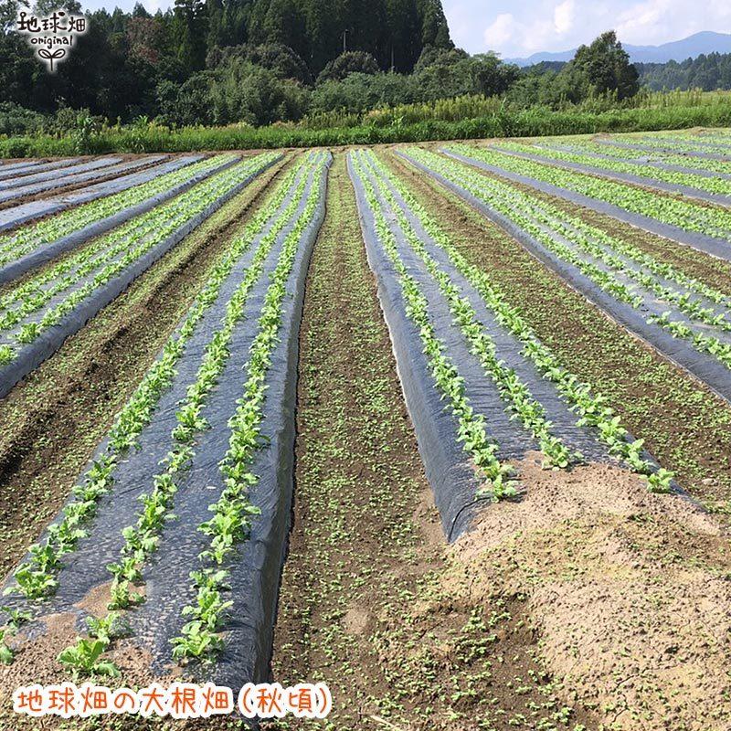 大根 6本 有機栽培 常温便 鹿児島県産 宮崎県産 大根おろし だいこん ダイコン 九州産 九州野菜 オーガニック organic 発送期間11月下旬〜4月｜chikyubatake｜02