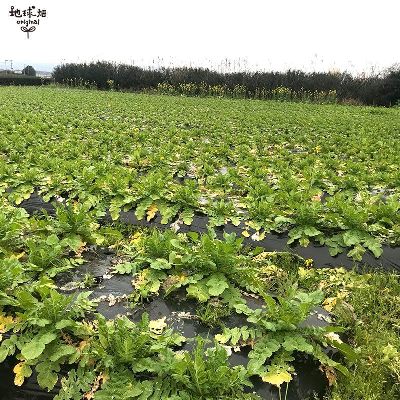 大根 6本 有機栽培 常温便 鹿児島県産 宮崎県産 大根おろし だいこん ダイコン 九州産 九州野菜 オーガニック organic 発送期間11月下旬〜4月｜chikyubatake｜05