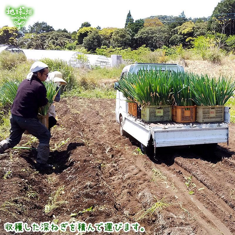 ねぎ  ねぎ - JA島原雲仙
