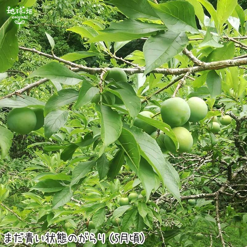 がらり すもも 16kg 鹿児島県産 加工用 化学肥料 農薬不使用 ガラリ 花螺李 いぐりもも スモモ 無農薬 冷蔵便 業務用 送料無料 発送期間6月中旬 Garari 16kg 地球畑 通販 Yahoo ショッピング