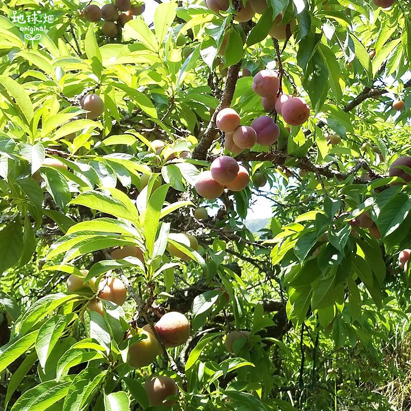 53064416_2