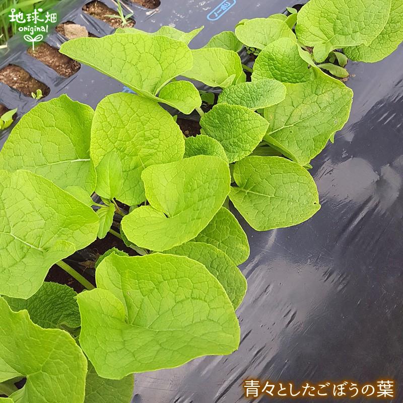 オーガニック ごぼう 200g×20p 有機栽培 冷蔵便 鹿児島県産 宮崎