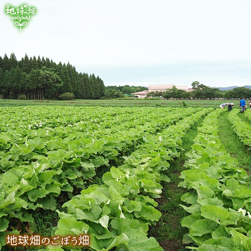 ごぼう 4kg 有機栽培 冷蔵便 鹿児島県産 宮崎県産 ゴボウ 牛蒡 化学肥料・農薬不使用 土付き 国産 オーガニック organic 無農薬｜chikyubatake｜03