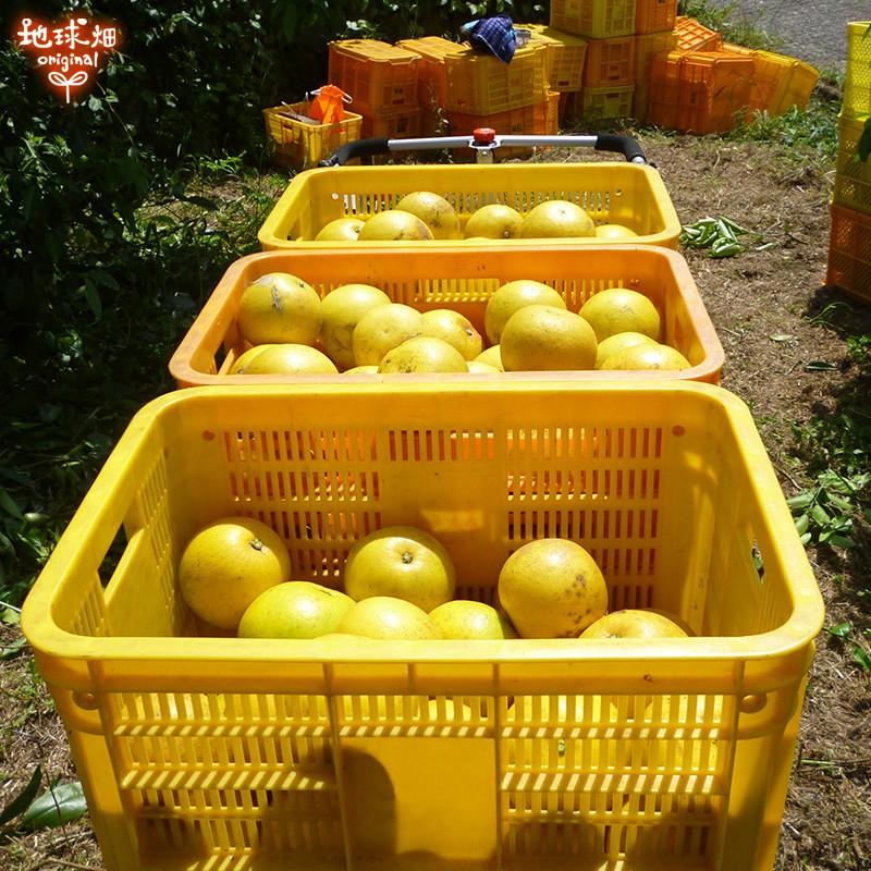 国産グレープフルーツ kg 特別栽培 冷蔵便 熊本県産 鹿児島県産 国産 化学肥料 除草剤 防腐剤不使用 大きさおまかせ 柑橘 酸味が強いダンカン種 Grapefruit kg 地球畑 通販 Yahoo ショッピング