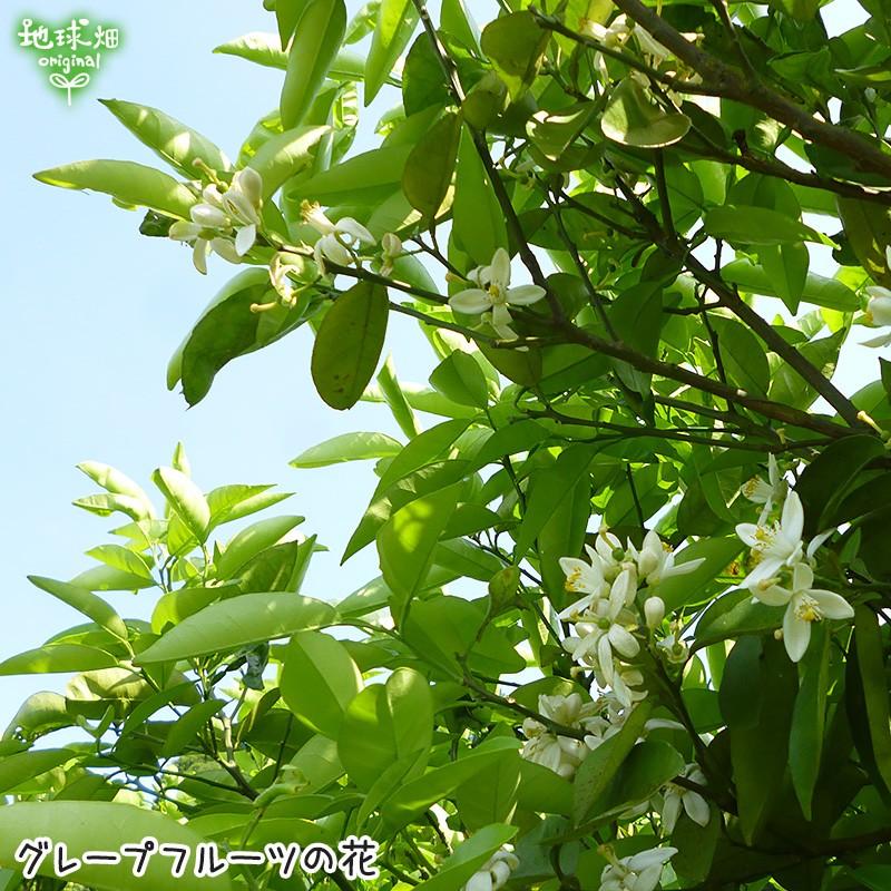 グレープフルーツ 4kg 特別栽培 冷蔵便 熊本県産 鹿児島県産 国産 化学肥料 除草剤 防腐剤不使用 大きさおまかせ 柑橘 送料無料 酸味が強いダンカン種 Grapefruit 地球畑 通販 Yahoo ショッピング