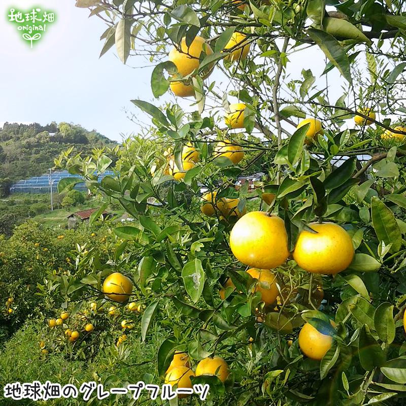 国産グレープフルーツ 4kg 特別栽培 熊本県産 鹿児島県産 化学肥料