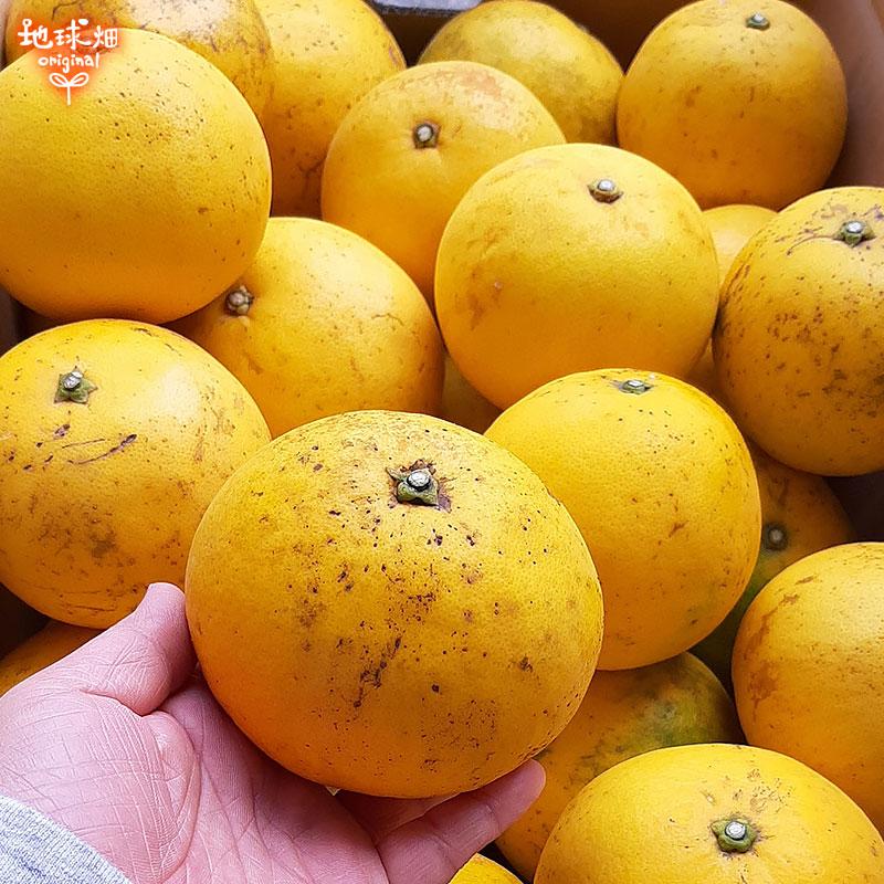 国産グレープフルーツ 4kg 特別栽培 熊本県産 鹿児島県産 化学肥料