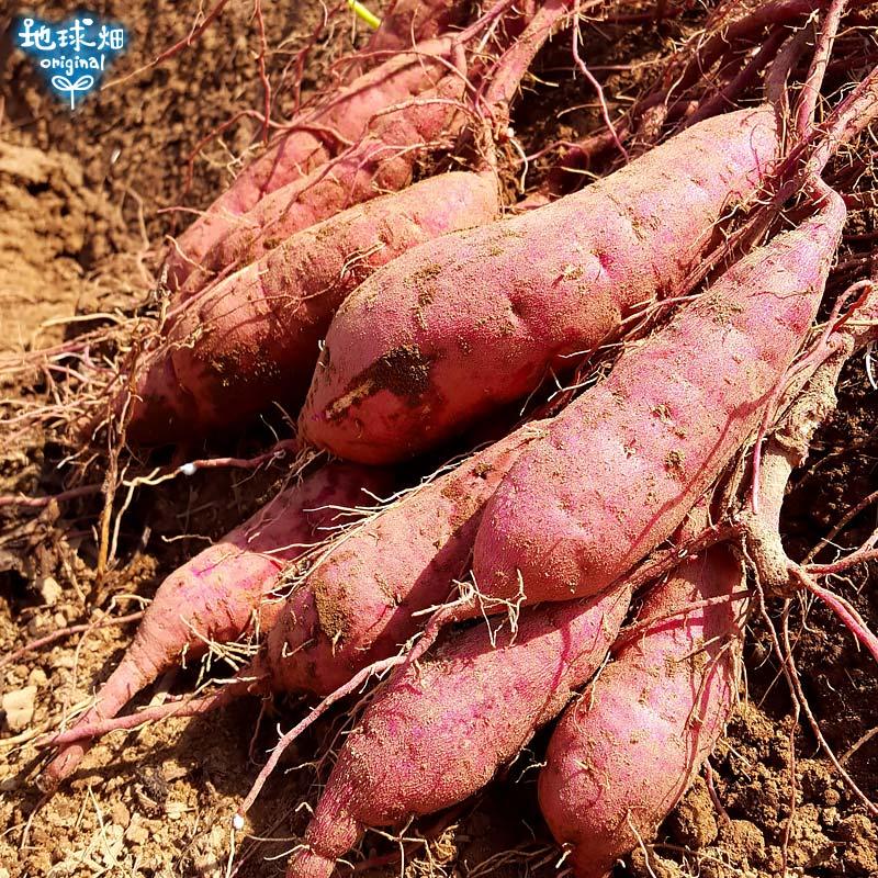 オーガニック 紅はるか 9kg 有機栽培 鹿児島県産 宮崎県産 1本100