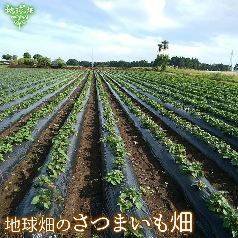 訳あり）紅はるか 9kg 農薬・化学肥料不使用 鹿児島県産 宮崎県産 訳