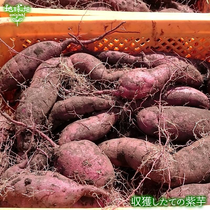 紫芋 18kg 有機栽培 鹿児島県産 宮崎県産 土付き 紫いも パープル 