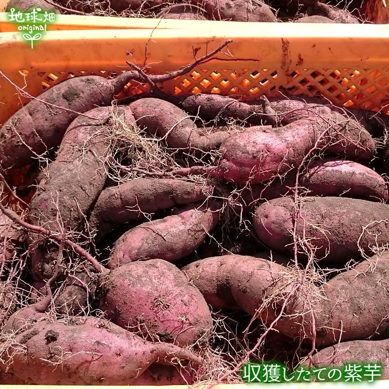 オーガニック 完売 訳あり 紫芋 4kg 有機栽培 鹿児島県産 宮崎県産 訳