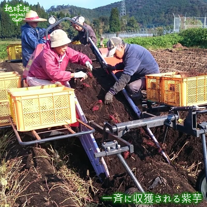 オーガニック 完売ありがとうございました紫芋 2kg Sサイズ 有機栽培